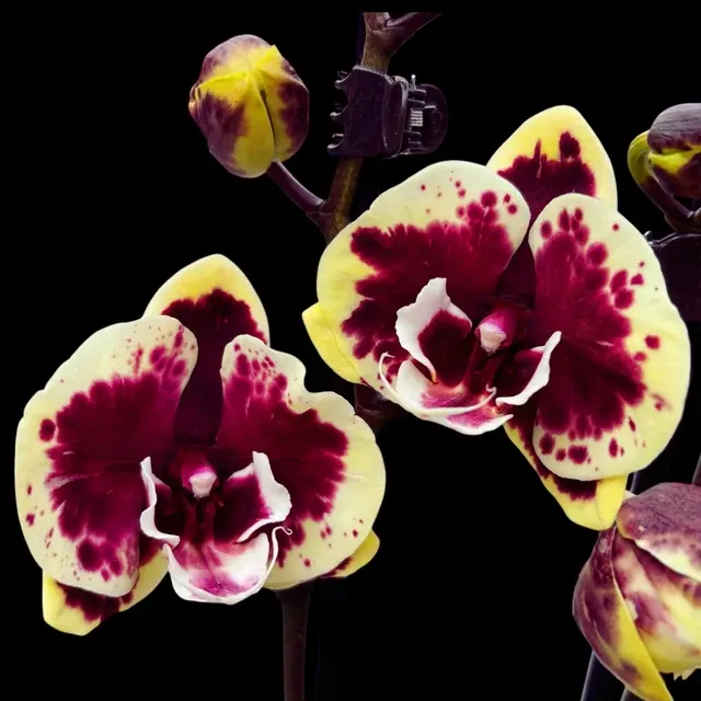 Phalaenopsis 'Limited #141’ Big Lip
