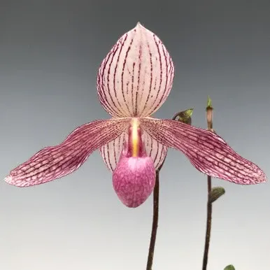 Paphiopedilum Julius MULTIFLORAL TYPE