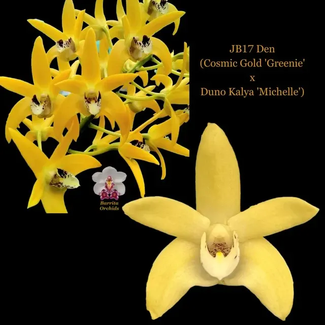 Dendrobium Cosmic Gold 'Greenie' x Duno Kalya 'Michelle' (Dendrobium)