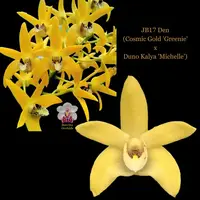 Dendrobium Orchid Seedling JB17 Den(Cosmic Gold 'Greenie' x Duno Kalya 'Michelle')