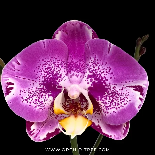 Phalaenopsis King's Purple Queen