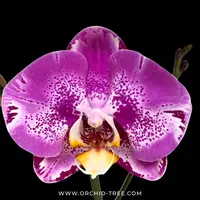 Phalaenopsis OX King x Fuller's Purple Queen AM/AOS Orchid Plant - FF