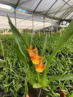 Odontocidium Catatante 'Sun King' Orchid Comes in 4" Pot