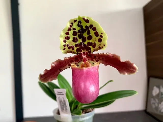 Paphiopedilum henryanum 'Dark'