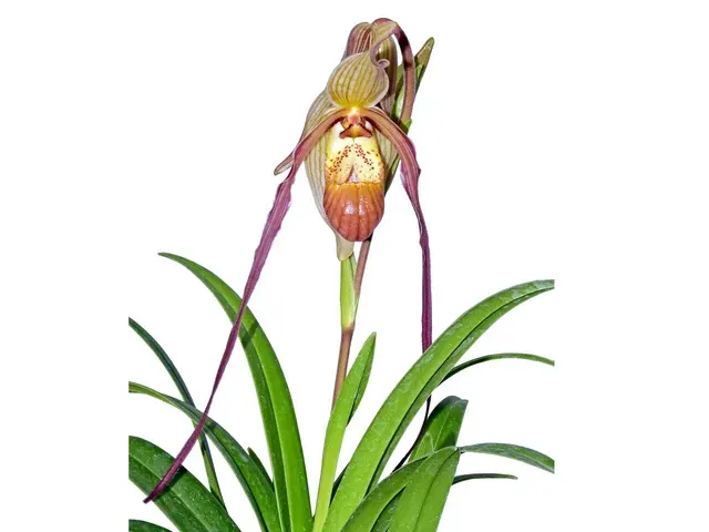 Phragmipedium Rocio Vazquez (Phragmipedium)