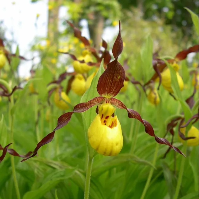 Cypripedium parviflorum var parviflorum (Cypripedium)