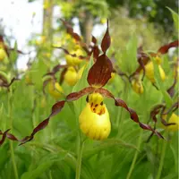 Cypripedium parviflorum var parviflorum