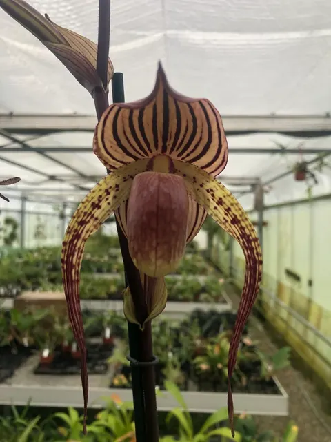 Paphiopedilum HSINYING ANITA 'Anitum'