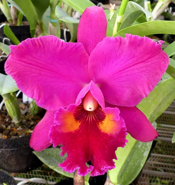 Brassolaeliocattleya Lake Murray 'Mendenhall' (Brassolaeliocattleya)