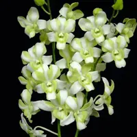 Dendrobium Orchid Erawan Green Mature Plant - With Buds/Flower