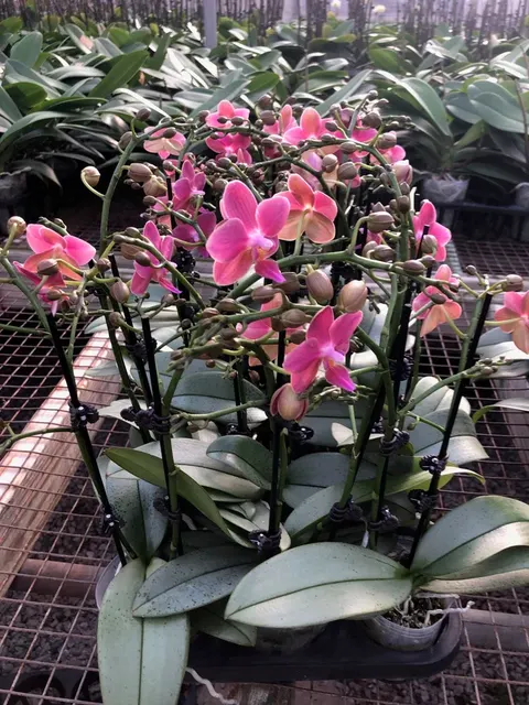 Phalaenopsis Silver Leaf Fragrance