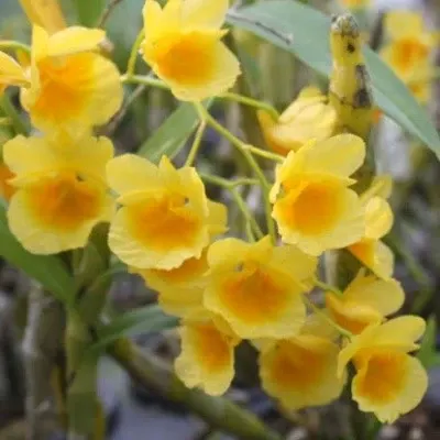 Dendrobium sukhakulii sp (Dendrobium)