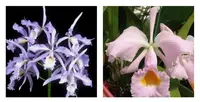 Cattleya maxima var. Coerulea x Cattleya schroederae — 10 cm / No