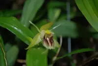 Coelogyne fimbriata — blühfähige Pflanzen