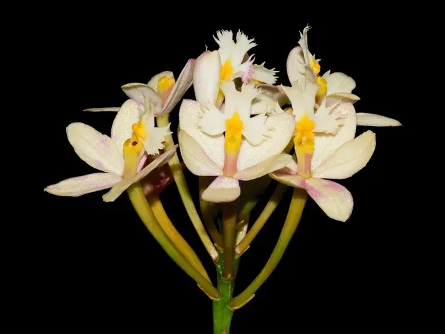 Epidendrum Wedding Valley 'Yukimai' (Epidendrum)