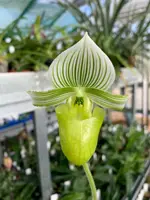 Paphiopedilum hennisianum var christiansenii x sib