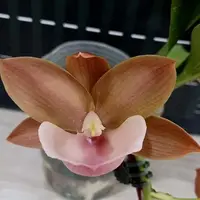 Monnierara Jumbo Delight 'Orange Diamond' 2.5" Fragrant