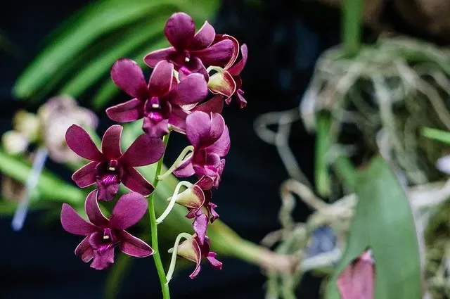 Dendrobium Burana Sunday (Dendrobium)