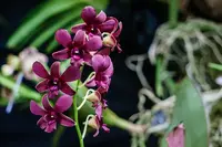 Den. Burana Sunday Orchid Comes in 4" Pot