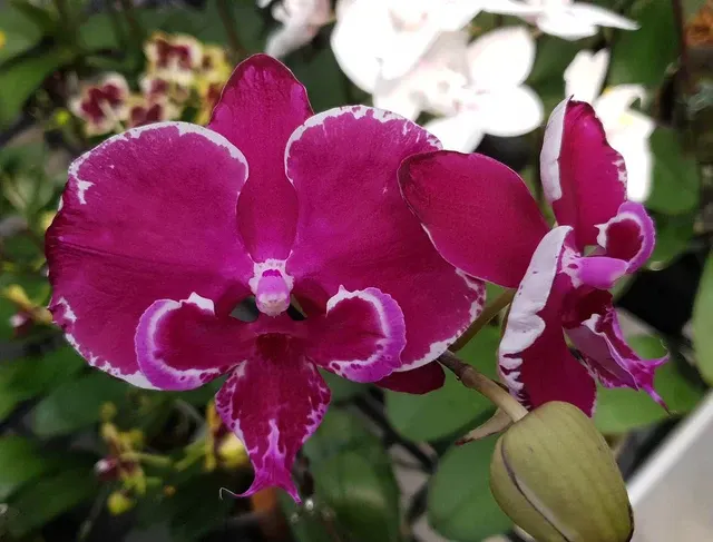 Phalaenopsis Allura 'Dracarys'
