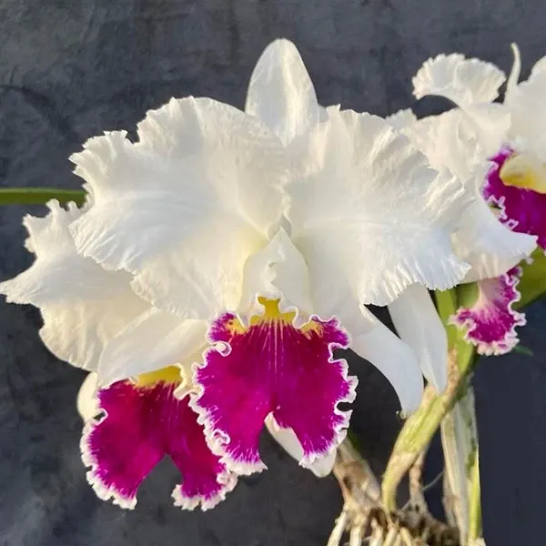 Laeliocattleya Mildred Rives