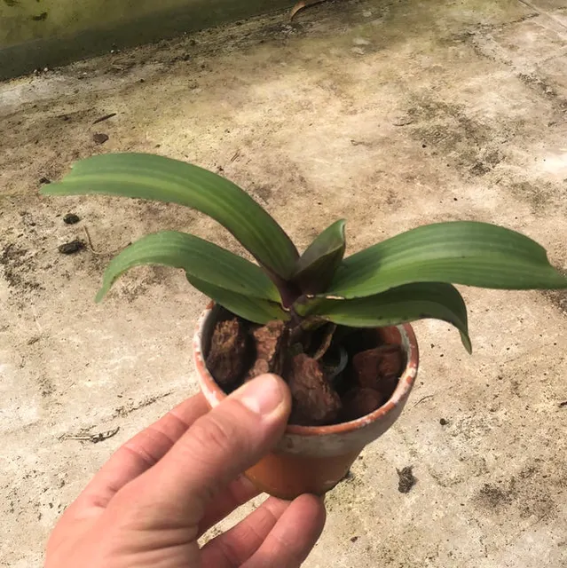 Rhynchostilis gigantea 'white-red'
