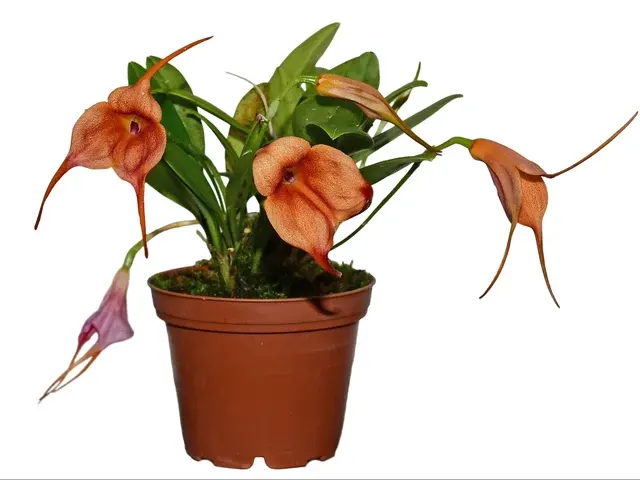 Masdevallia Gold Dust (Masdevallia)