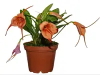 Masdevallia Gold Dust