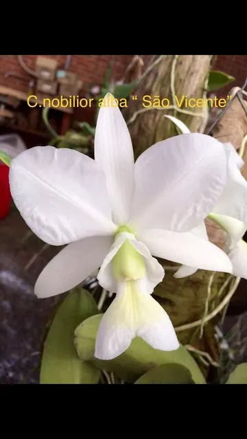 Cattleya nobilior alba