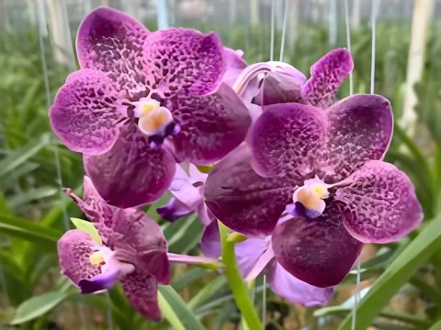Vanda Corneels Cilliers (Vanda)