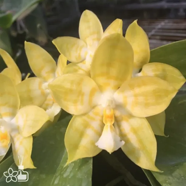 Phalaenopsis Yungho Geblitzt flava (Phalaenopsis)