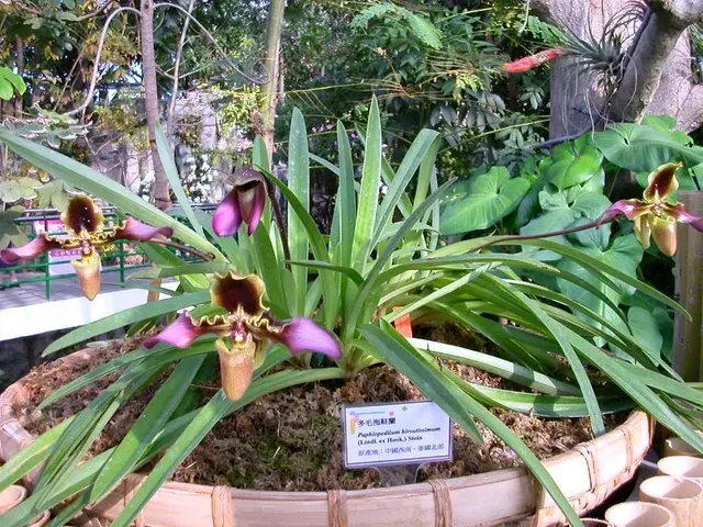 Paphiopedilum hirsutissimum 'Big leaves' (Paphiopedilum)
