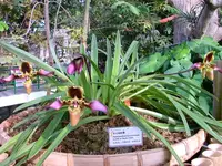Paphiopedilum hirsutissimum ''Big leaves'' — 12 cm / No