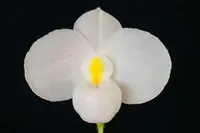Paph. delenatii f. albinum 'note: Limited . '