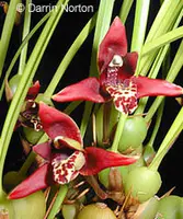 Maxillaria tenuifolia