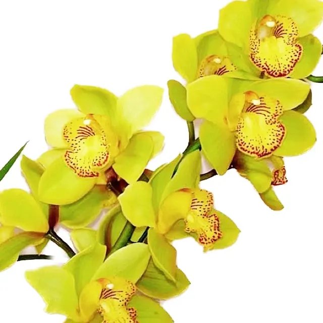 Cymbidium Koushu Dream 'Irish Sky'