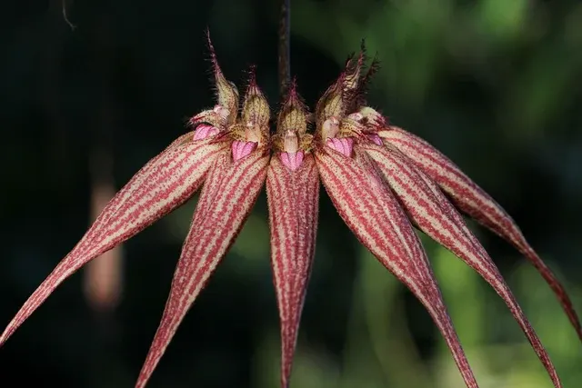 Bulbophyllum Elisabeth Ann 'Buckleberry' (Bulbophyllum)