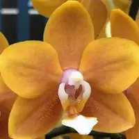 Phalaenopsis Long Pride Renee 'MP2723' 2.5" Fragrant