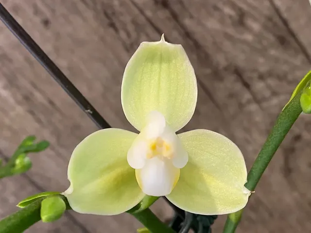 Phalaenopsis Taida Smile 'Peloric'