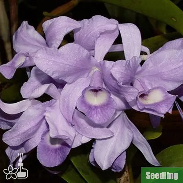 Cattleya skinneri var. coerulea