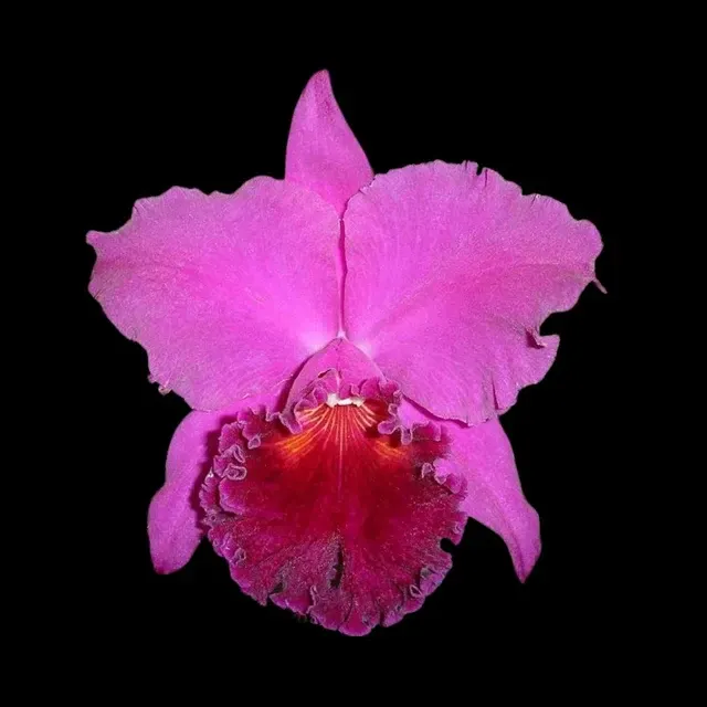 Cattleya Alliance: Rlc. Haruko Kanzaki 'Volcano Queen' (Cattleya)
