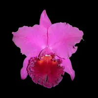 Cattleya Alliance: Rlc. Haruko Kanzaki 'Volcano Queen'
