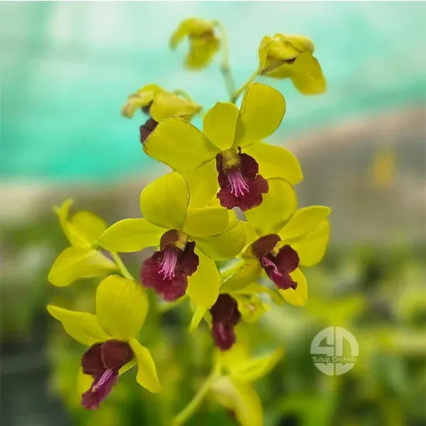 Dendrobium Mayneal Uraiwan