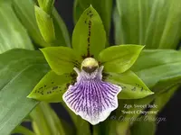 Zygoneria Sweet Jade ‘Sweet Cheyenne’, Fragrant In Spikes