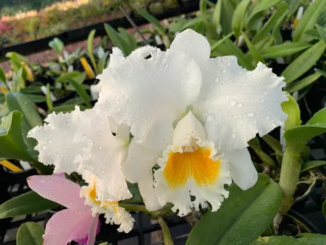 Cattleya Spring King 'Shogun Hawaii'