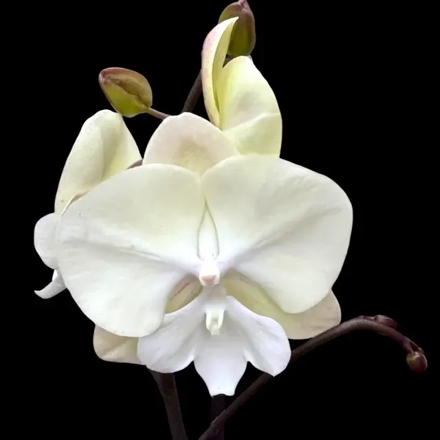 Phalaenopsis Limited #116 Big Lip