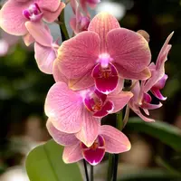 Phalaenopsis Salmon — fara flori , ghiveci 12 cm