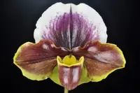 Paph. Hybrids Complex (PACO)