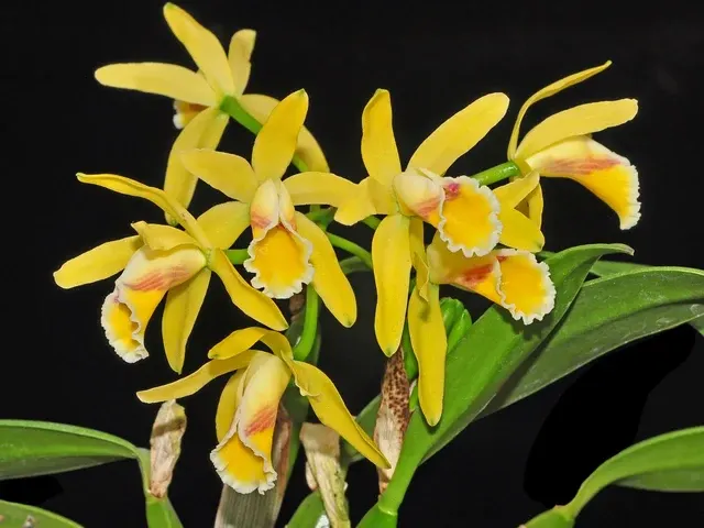 Cattleya luteola f xanthina