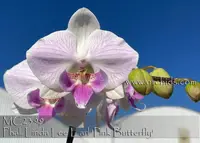 Phal. Linda Lee Earl 'Pink Butterfly , Note : Limited ' (Yu Pin Easter Island x Lioulin Lovely Lip)